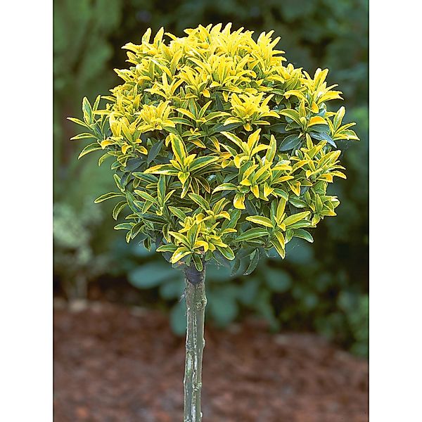 OBI Japanischer Spindelstrauch Elegantissimus Aureus Höhe ca.65 cm Topf ca. günstig online kaufen