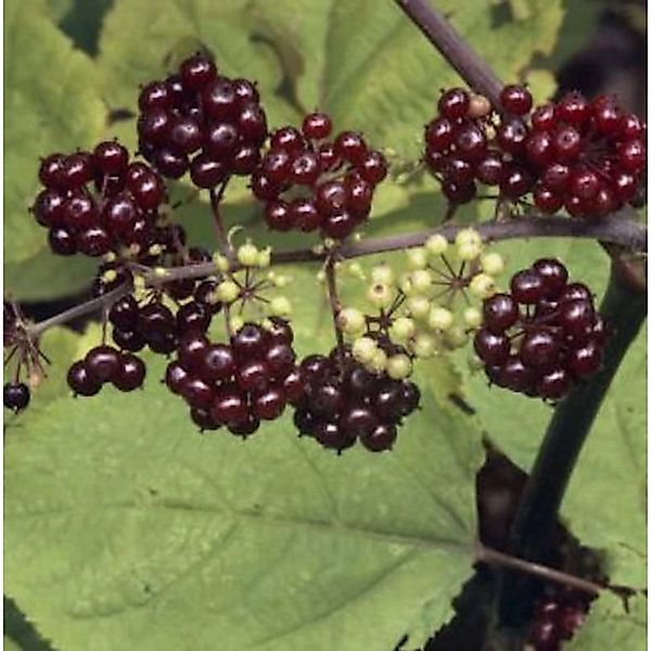 Japanische Aralie rote Beeren - Aralia racemosa günstig online kaufen