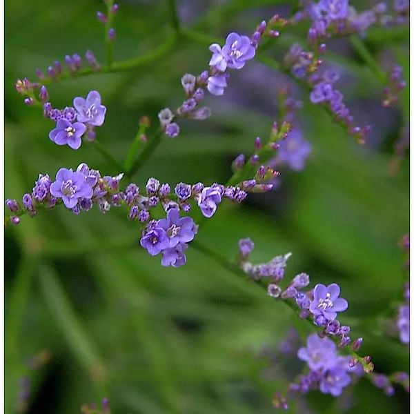 Meerlavendel - Limonium,atifolium günstig online kaufen