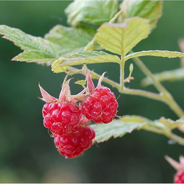 Himbeere Glen Clova - Rubus idaeus günstig online kaufen