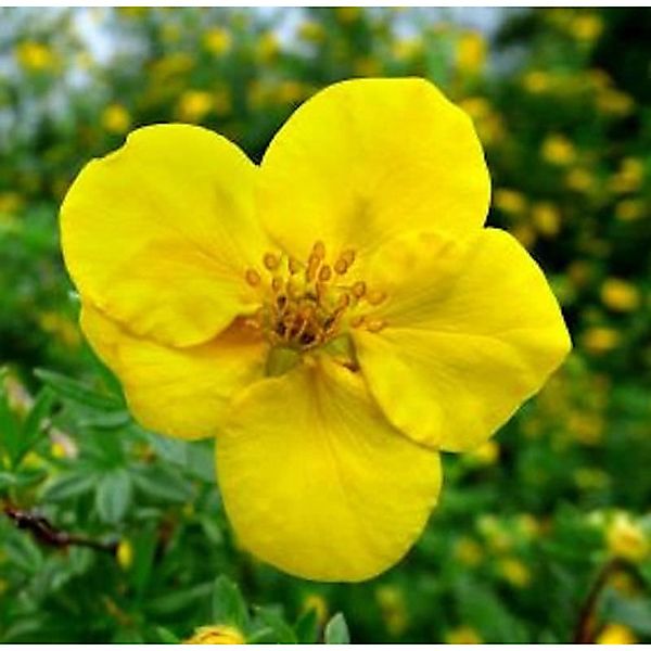 10x Kleiner Spierstrauch Kobald - Potentilla fruticosa günstig online kaufen