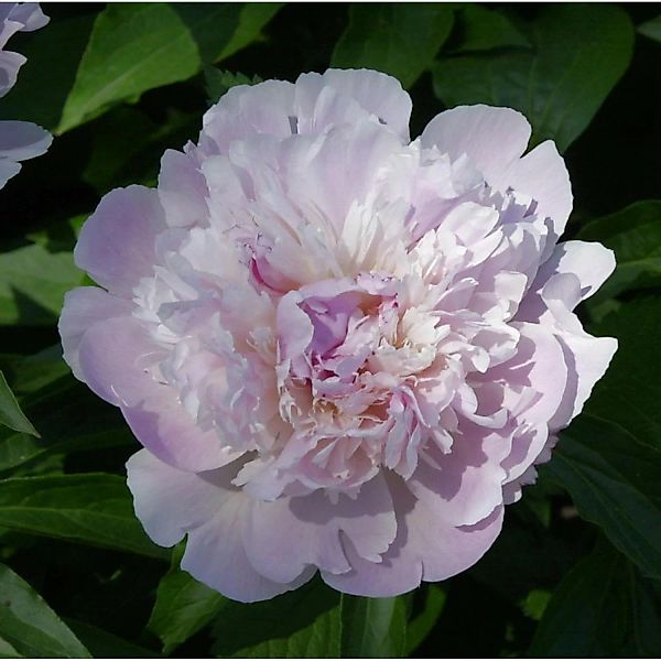 Edelpfingstrose Noemie Demay - Paeonia lactiflora günstig online kaufen