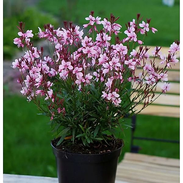 Prachtkerze Crimson Butterflies - Gaura,indheimeri günstig online kaufen