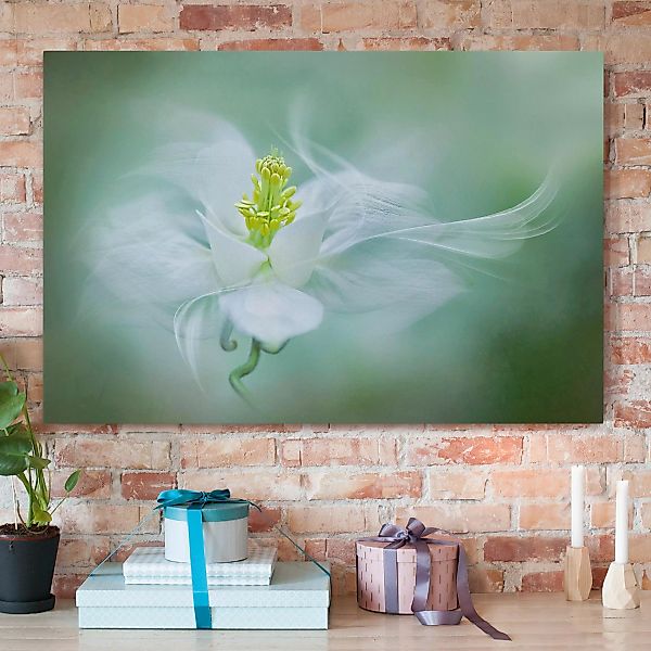 Leinwandbild Blumen - Querformat Weiße Akelei günstig online kaufen