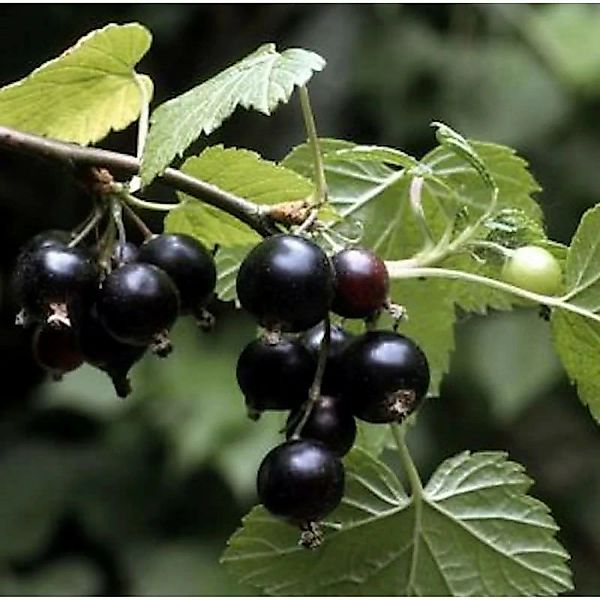 Schwarze Johannisbeere Ben Sarek 40-60cm - Ribes nigrum günstig online kaufen