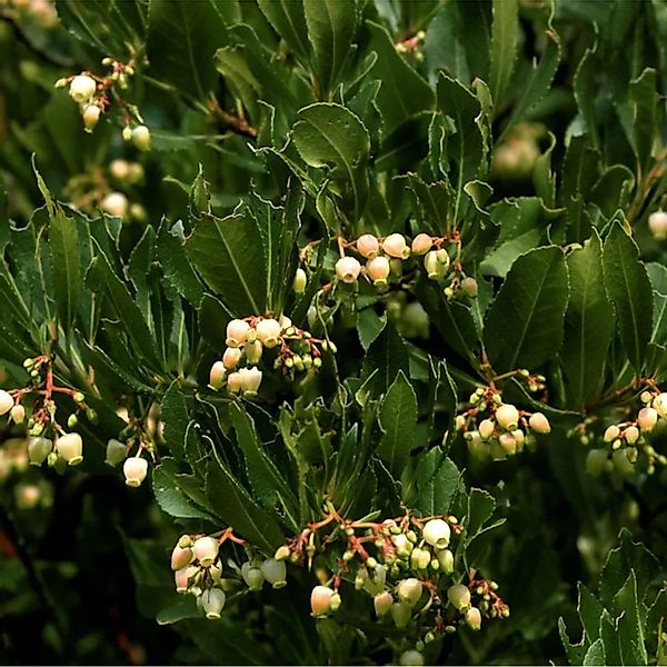 Erdbeerbaum Quercifolia 60-80cm - Arbutus unedo günstig online kaufen
