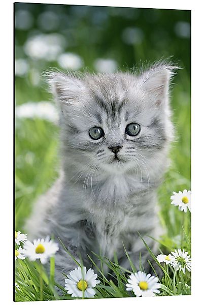 Posterlounge Wandbild graues Kätzchen, Greg Cuddiford, günstig online kaufen