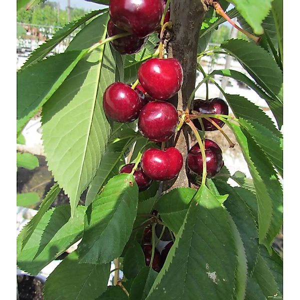 Säulen-Süßkirsche Victoria 120 - 140 cm Prunus avium günstig online kaufen