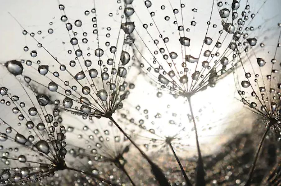 Papermoon Fototapete »Dandelion Seeds Drops« günstig online kaufen