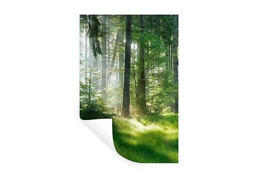 MuchoWow Wandsticker Natur - Bäume - Wald - Grün - Sonne - Gras - Pflanzen günstig online kaufen