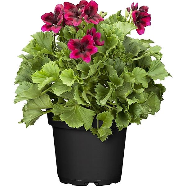 Stehende Geranie Lila Topf-Ø ca. 12 cm Pelargonium günstig online kaufen