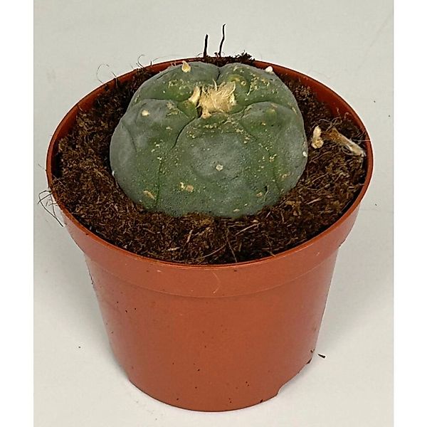 Exotenherz Kaktus Lophophora williamsii - Peyote - Peyotl Kaktus - blühfähi günstig online kaufen
