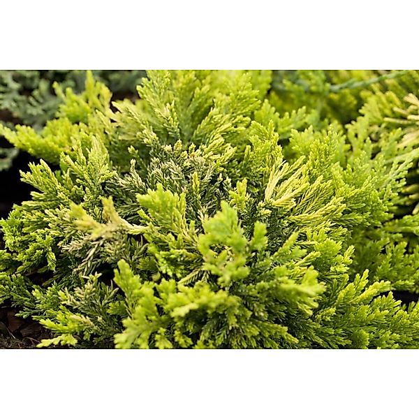 Juniperus Horizontalis Golden Carpet Kriech-Wacholder Goldgelb 20–25 cm günstig online kaufen