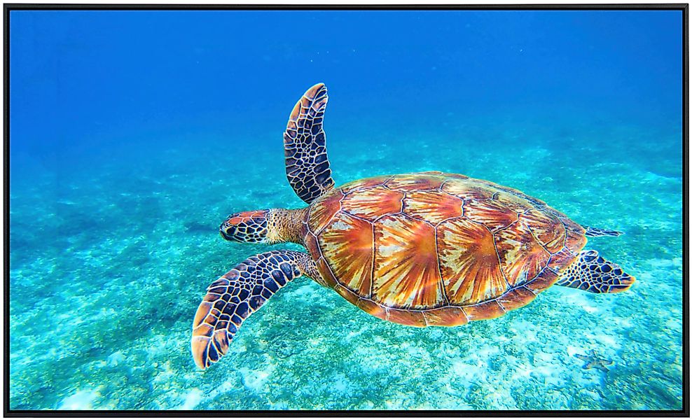 Papermoon Infrarotheizung »Große grüne Meeresschildkröte« günstig online kaufen