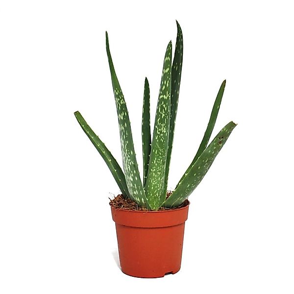 Exotenherz Sukkulente Aloe vera - ca. 2 Jahre alt - 10,5cm Topf günstig online kaufen