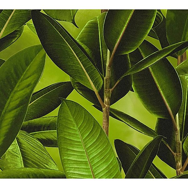 Bricoflor Palmen Tapete Selbstklebend Moderne Dschungel Tapete mit Palmenbl günstig online kaufen
