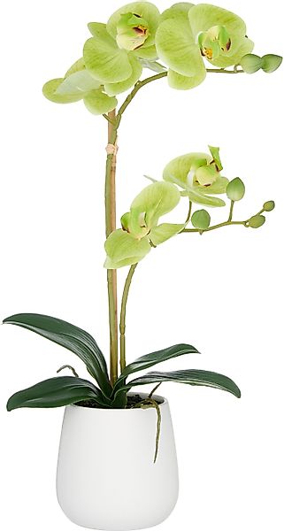 Kunstorchidee Orchidee Phalaenopsis, Creativ green, Höhe günstig online kaufen
