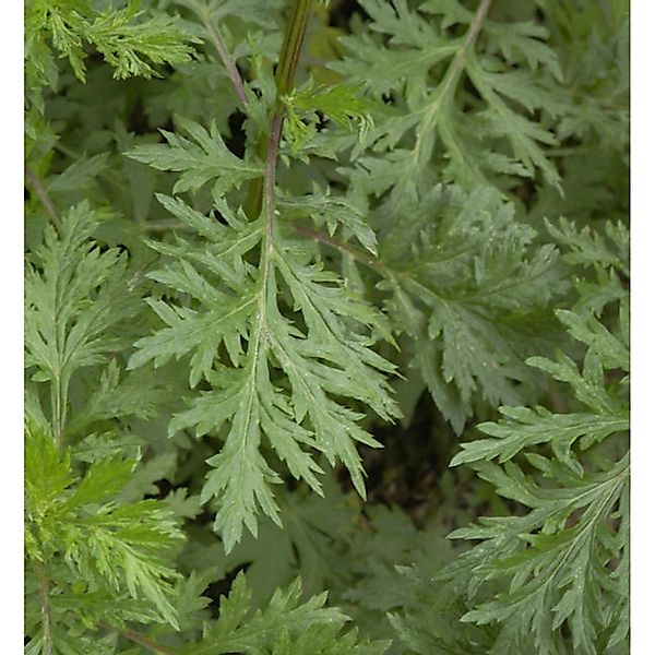 Beifuß - Artemisia vulgaris günstig online kaufen