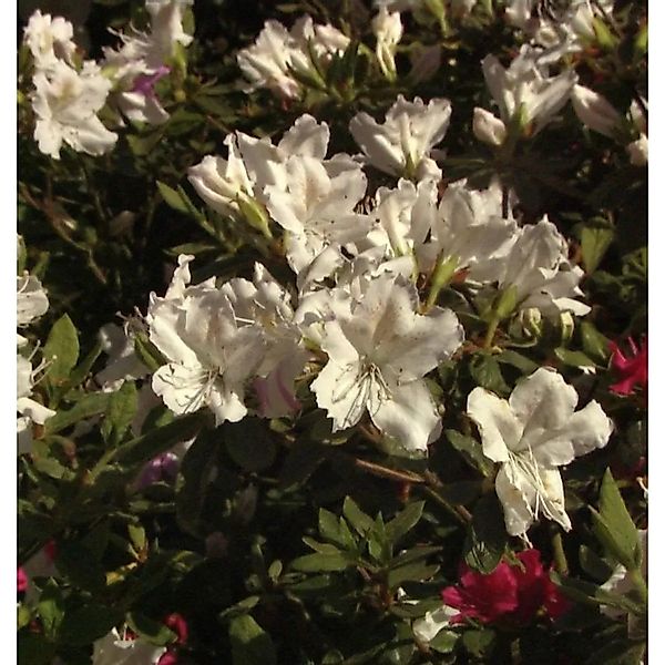 Japanische Azalee Noordtiana 25-30cm - Rhododendron obtusum - Zwerg Alpenro günstig online kaufen