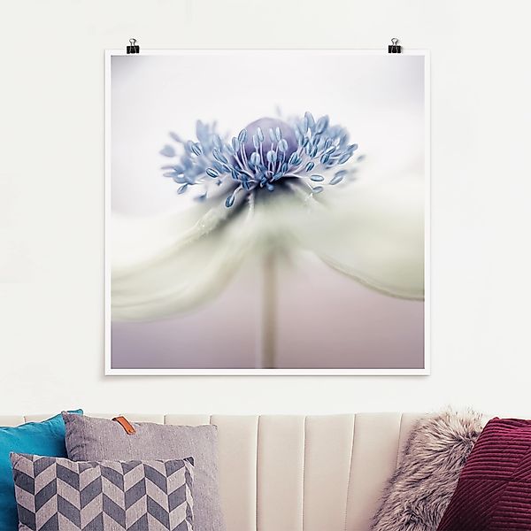 Poster - Quadrat Anemone in Violett günstig online kaufen