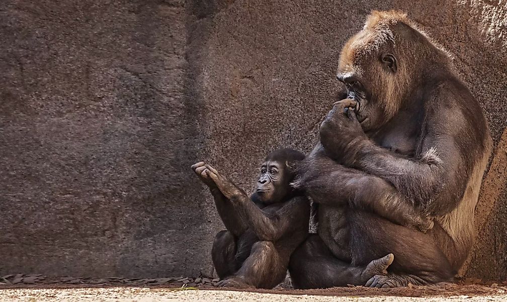 Wandkraft | Wanddekoration Gorillas günstig online kaufen