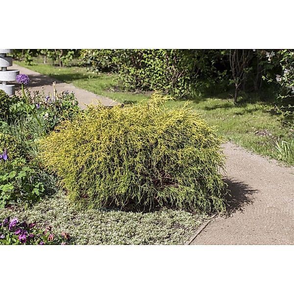 Chamaecyparis Pisifera Filifera Aurea Nana Gelbgrün 15–20 cm günstig online kaufen