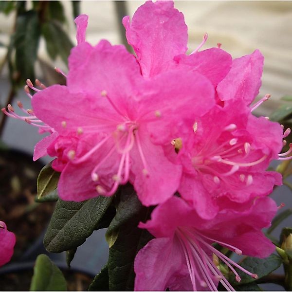 Dahurischer Rhododendron Boskoop Ostara 20-30cm - Rhododendron dauricum günstig online kaufen