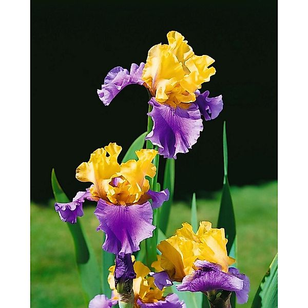 Iris X Barb.-Elat.'Edith Wolford' Schwertlilie Ca. 11x11 cm Topf günstig online kaufen
