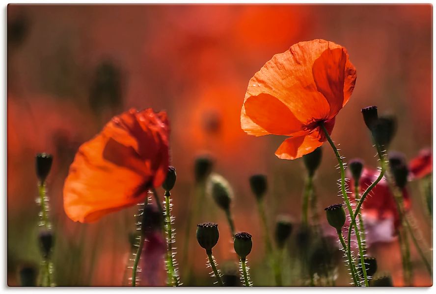 Artland Wandbild "Rote Mohnblumen in der Provence", Blumenbilder, (1 St.), günstig online kaufen