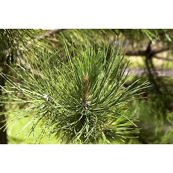 Pinus Schwerinii Wiethorst Kiefer Kompakt 30–40 cm günstig online kaufen
