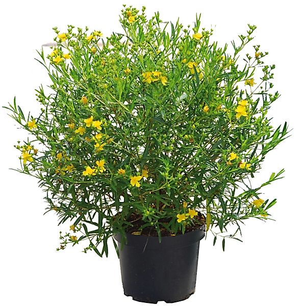 Johanniskraut Gemo Höhe ca. 30-40 cm Topf ca. 4,5 l Hypericum kalmianum günstig online kaufen