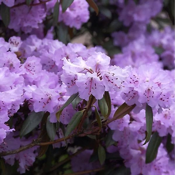 Immergrüne Wildart Rhododendron rubiginosum 30-40cm - Rhododendron rubigino günstig online kaufen