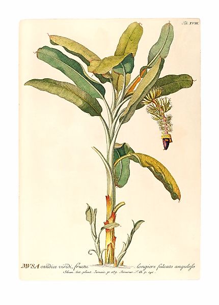 Komar Bild "Rainforest Sapling" Natur 1 Stk. tlg. Wandbild zur Dekoration - günstig online kaufen