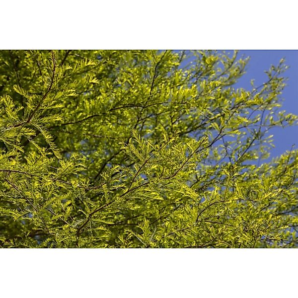 Taxodium Distichum Sumpfzypresse 80–100 cm günstig online kaufen