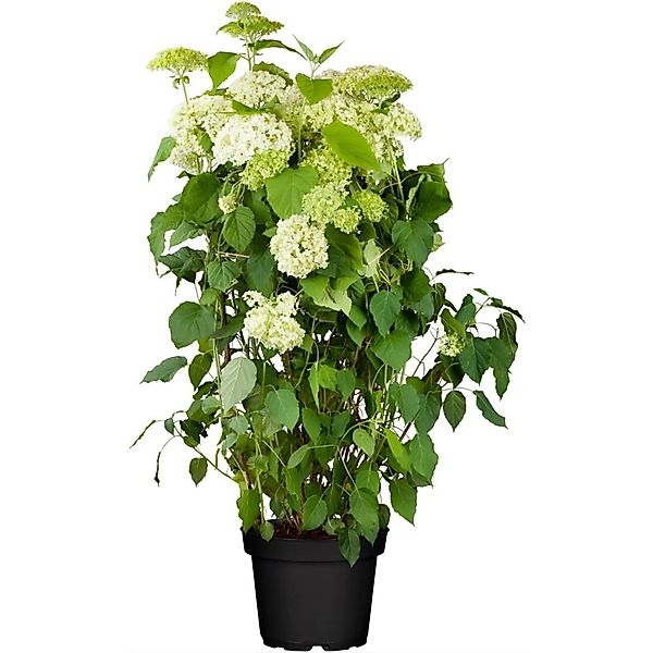 Hydrangea Arborescens Schneeballhortensie 80-100 cm günstig online kaufen