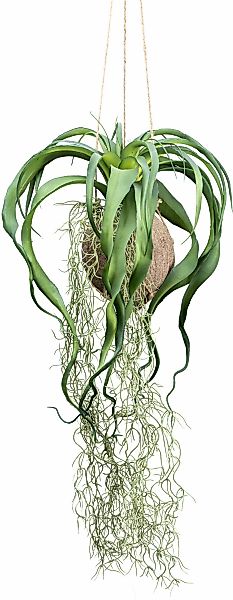 Creativ green Kunstranke "Tillandsia Xerographica", in natürlicher Kokossch günstig online kaufen