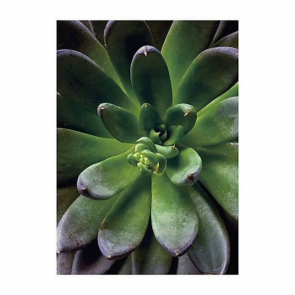 Komar Poster Succulent Single Pflanzen B/L: ca. 30x40 cm günstig online kaufen