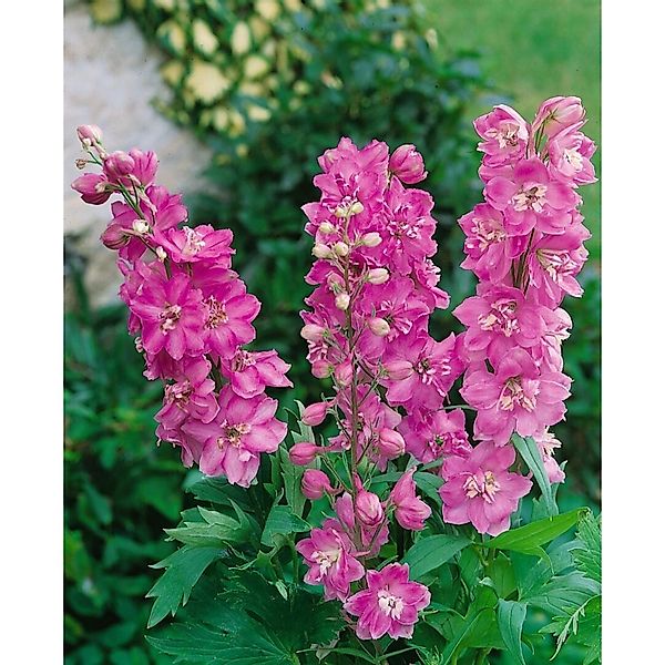 Delphinium Pacific Astolat Rittersporn Ca. 9x9 cm Topf günstig online kaufen
