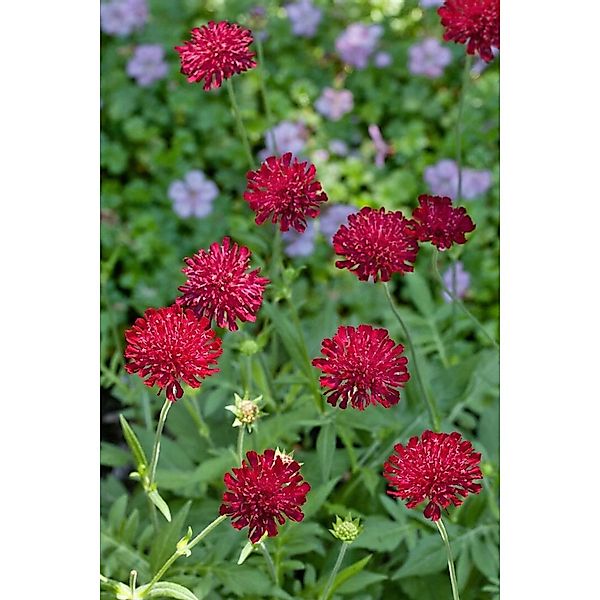 Knautia Macedonica Mars Midget Mazedonische Witwenblume Ca. 9x9 cm Topf günstig online kaufen