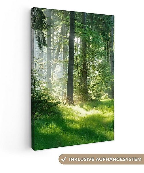 OneMillionCanvasses® Leinwandbild Natur - Bäume - Wald - Grün - Sonne - Gra günstig online kaufen