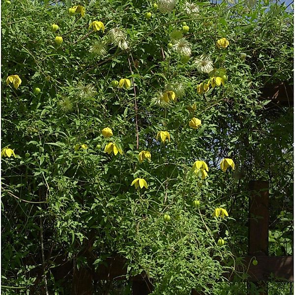 Englische Waldrebe Orange Peel 60-80cm - Clematis texensis günstig online kaufen