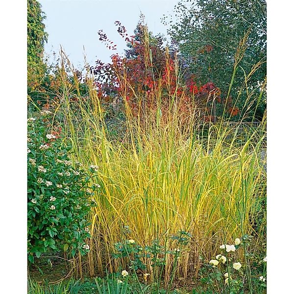 Spartina Pectinata Präriegras Ca. 11x11 cm Topf Dekorativ günstig online kaufen