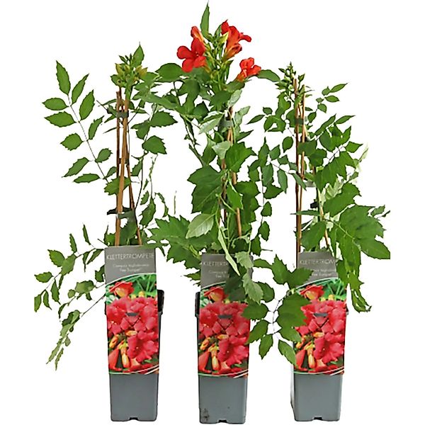 Große Klettertrompete Fire Trumpet Höhe ca. 40 - 60 cm Topf ca. 2, günstig online kaufen