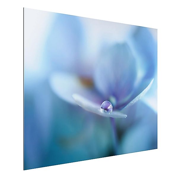 Alu-Dibond Bild - Querformat 4:3 Wassertropfen Hortensienblüte günstig online kaufen