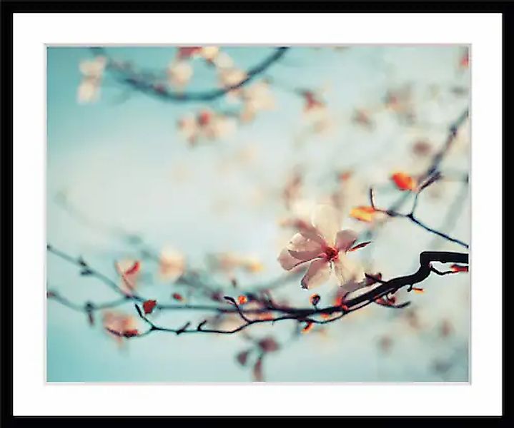 queence Bild »Roxy«, Blumen, gerahmt, Rosen günstig online kaufen