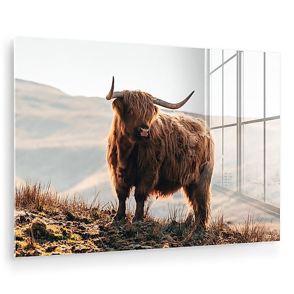 MuchoWow Acrylglasbild Schottische Highlander - Tiere günstig online kaufen