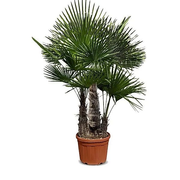 Sunny-Tree Trachycarpus Multistamm Fortunei Chinesische Fächerpalme 220 bis günstig online kaufen