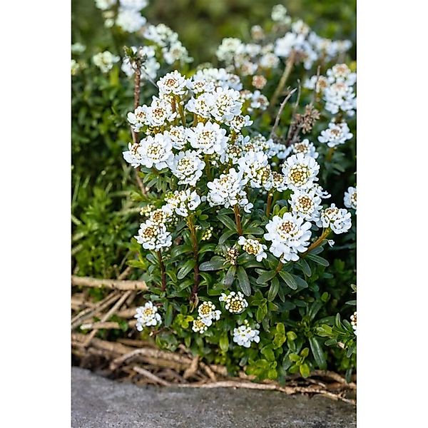 Iberis Sempervirens Zwergschneeflocke Schleifenblume Weiß Ca. 9x9 cm Topf günstig online kaufen