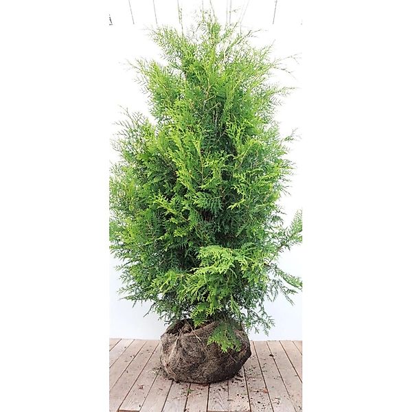 Thuja occidentalis 'Brabant' 175-200 cm günstig online kaufen