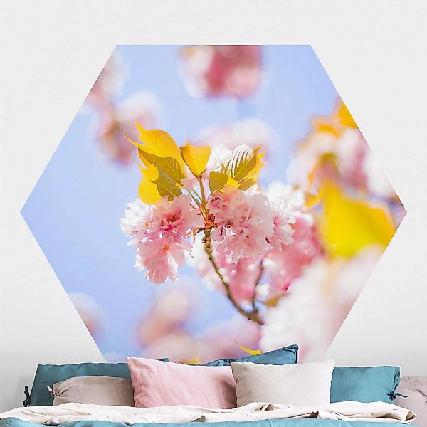 Hexagon Fototapete Farbenfrohe Kirschblüten günstig online kaufen